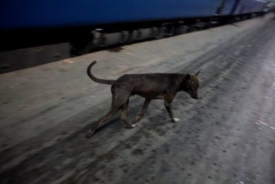 traindog.jpg